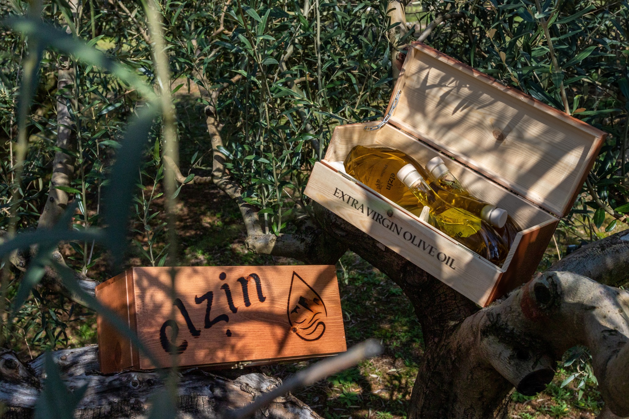 elzin_benefits_of_olive_oil